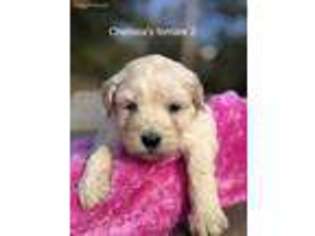 Goldendoodle Puppy for sale in Greenwood, AR, USA