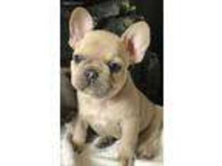 French Bulldog Puppy for sale in Plymouth, MI, USA