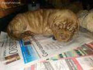 Mastiff Puppy for sale in Brocton, NY, USA