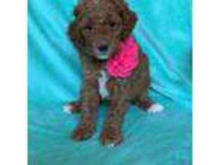 Goldendoodle Puppy for sale in Jackson, AL, USA