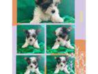 Biewer Terrier Puppy for sale in Billings, MT, USA