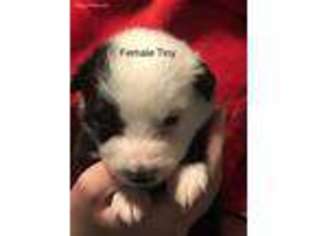 Border Collie Puppy for sale in Newberry, FL, USA