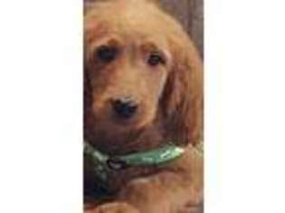 Goldendoodle Puppy for sale in Forney, TX, USA