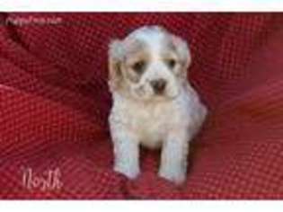 Cocker Spaniel Puppy for sale in Kemp, TX, USA