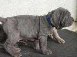 Neapolitan Mastiff Puppy for sale in Richmond, VA, USA
