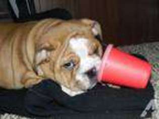 Bulldog Puppy for sale in MADISON, OH, USA