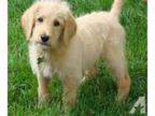 Labradoodle Puppy for sale in MILLINGTON, TN, USA