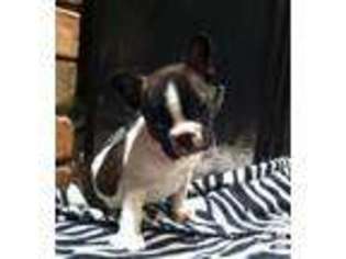 French Bulldog Puppy for sale in TISHOMINGO, OK, USA