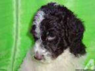 Labradoodle Puppy for sale in WHITE LAKE, MI, USA