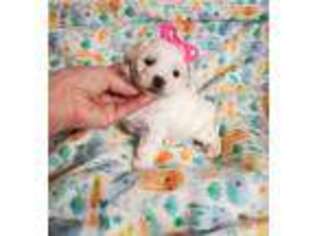 Maltese Puppy for sale in Monroe, NC, USA