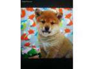 Shiba Inu Puppy for sale in Upland, CA, USA