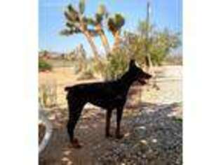 Doberman Pinscher Puppy for sale in Yucca Valley, CA, USA