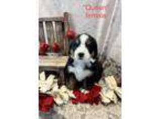 Bernese Mountain Dog Puppy for sale in Fayette, IA, USA