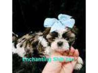 Mutt Puppy for sale in Dexter, KY, USA
