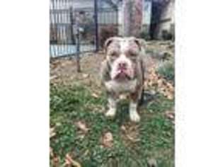 Olde English Bulldogge Puppy for sale in Little Rock, AR, USA
