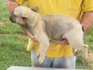 French Bulldog Puppy for sale in Marietta, OK, USA
