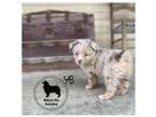 Miniature Australian Shepherd Puppy for sale in Farmersville, TX, USA
