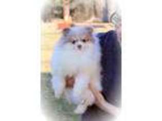 Pomeranian Puppy for sale in Thurmont, MD, USA
