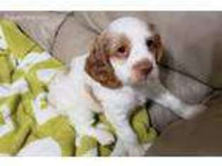 Cocker Spaniel Puppy for sale in Mission, TX, USA