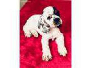 Cocker Spaniel Puppy for sale in Tallahassee, FL, USA