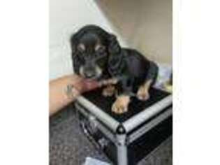 Dachshund Puppy for sale in Riverdale, MD, USA
