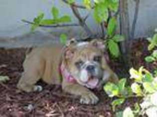 Bulldog Puppy for sale in KEMPNER, TX, USA
