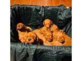 Golden Retriever Puppy for sale in Brimfield, MA, USA