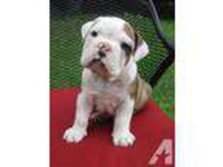 Bulldog Puppy for sale in STANTON, MI, USA