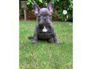 French Bulldog Puppy for sale in Boardman, OR, USA
