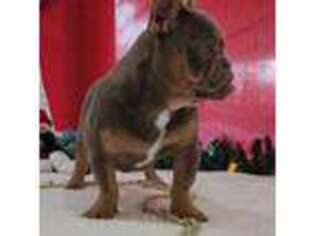 French Bulldog Puppy for sale in Dublin, GA, USA