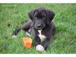 Great Dane Puppy for sale in Caldwell, OH, USA