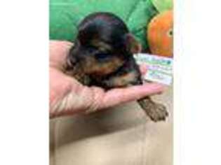 Yorkshire Terrier Puppy for sale in Benton, LA, USA