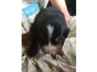 Bernese Mountain Dog Puppy for sale in Copemish, MI, USA