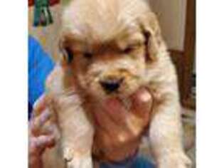 Golden Retriever Puppy for sale in Rock Hill, SC, USA