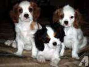 Cavalier King Charles Spaniel Puppy for sale in PLACERVILLE, CA, USA