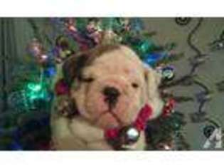 Bulldog Puppy for sale in MONTPELIER, VA, USA