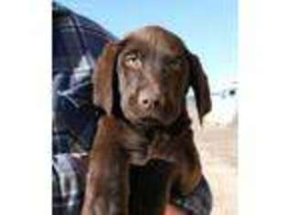 Labrador Retriever Puppy for sale in Franktown, CO, USA