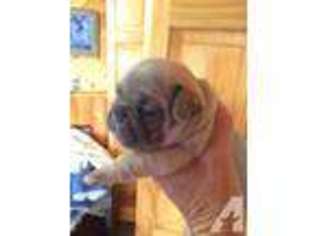 French Bulldog Puppy for sale in JOSHUA, TX, USA