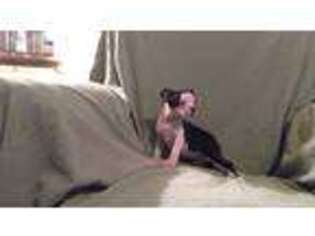 Boston Terrier Puppy for sale in Muldrow, OK, USA