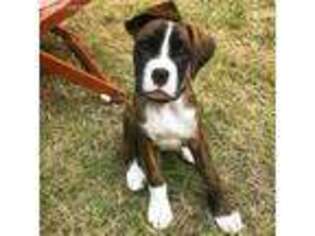 Boxer Puppy for sale in Needville, TX, USA