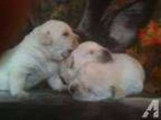 Labrador Retriever Puppy for sale in FULTON, NY, USA
