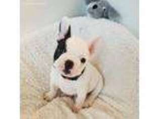 French Bulldog Puppy for sale in Yucaipa, CA, USA