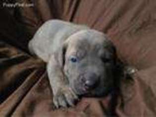 Cane Corso Puppy for sale in Moravia, NY, USA