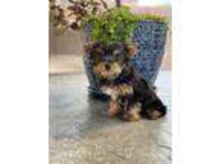 Yorkshire Terrier Puppy for sale in Bloomingdale, IL, USA