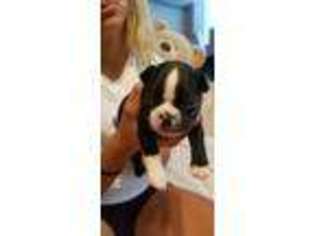 Boston Terrier Puppy for sale in Oakley, CA, USA