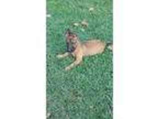 Belgian Malinois Puppy for sale in Mc Kenney, VA, USA