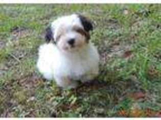 Biewer Terrier Puppy for sale in Tallahassee, FL, USA