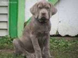 Neapolitan Mastiff Puppy for sale in Brunswick, OH, USA