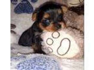 Yorkshire Terrier Puppy for sale in Newton, MA, USA