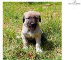 Anatolian Shepherd Puppy for sale in Springfield, MO, USA